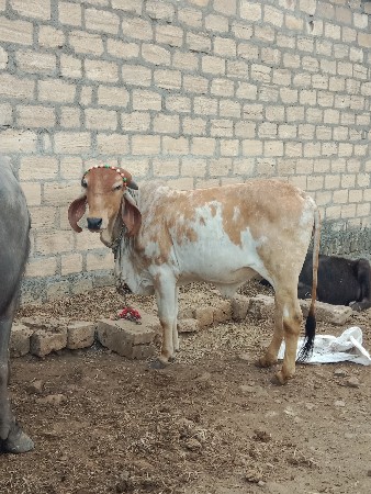 વાસળી વેચવાની છે