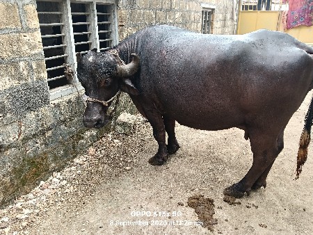 ભેંસ