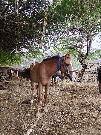 ઘોડી વેચવાની che