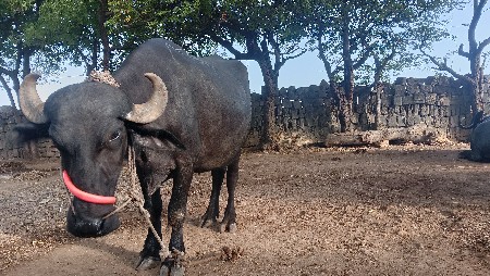 વૅચવાની છે