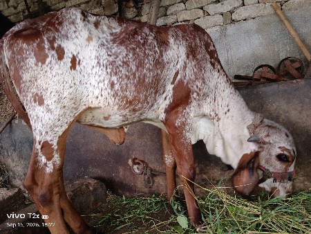 ગીર લિલડી હોડકી વેચવાની છે.