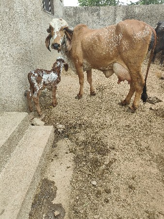 કાબરી ગીર ગાય ૨ વેતર