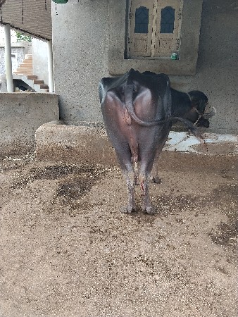 ભેસ