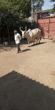 હાશવામા દેવાનો છે
