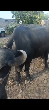 ભીંસ વેચવા ની છે