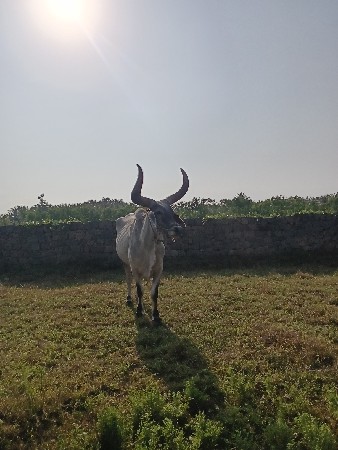 બળદ વેચવાનો છે