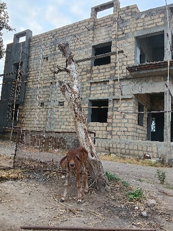 ગાય વેચવાની છે