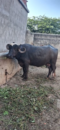 બીજું વેતર