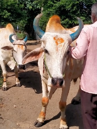 gavran bail jodi vikne
