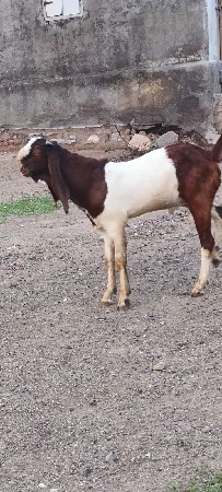 બકરો