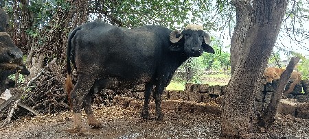 વેસવાની