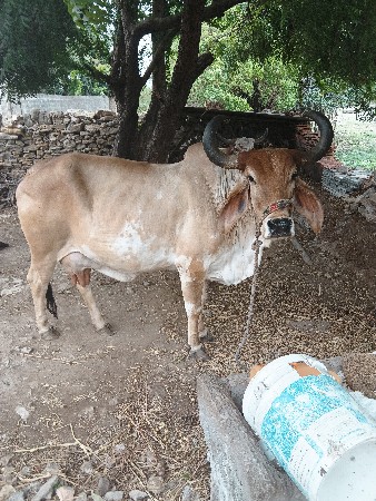 ગાય વેચવાની છે
