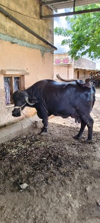 ભેંસ વેચવાની છે