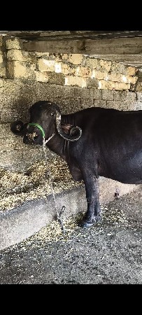વેચવાની