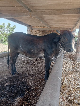 એસ એફ ની ગીર ક્રોસ હોડકી વેચવાની છે