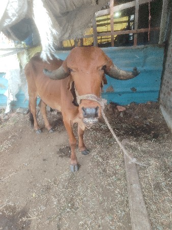 ગાય  વેશવાની શે