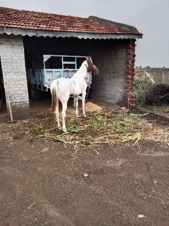 આ ઘોડી વેચવાની છે