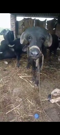 પાડો વેચવાનો છે