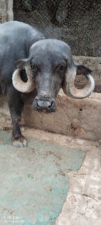 ખાડેલી પેલા વેતર મા  જાફરી