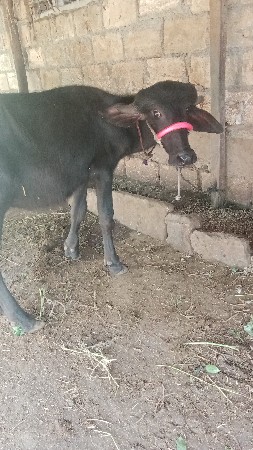 સીમાસૅ   મેંદરડા જુનાગઢ