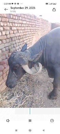 bhesh vechvani che