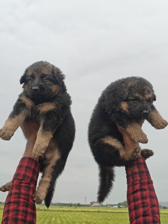German shepherd
