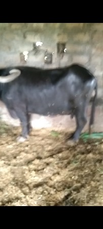 ભેસ
