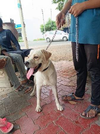 આ કૂતરો વેચવાનો છે