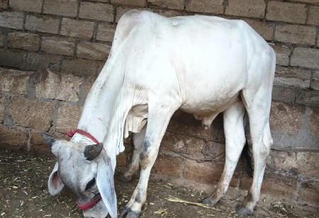 ગોઢલા વેચવાના છે.