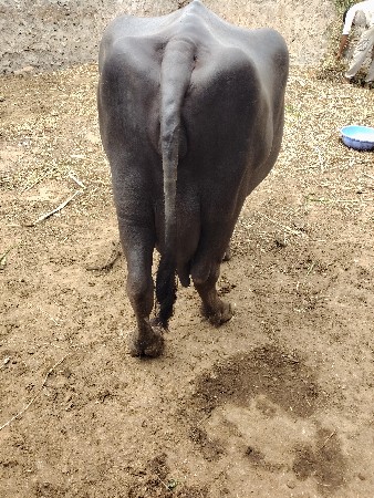 3 વેતર