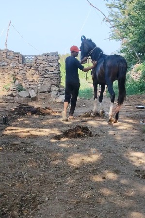 ઘોડો