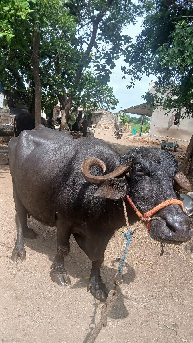 ભેંશ વેચવાની છે