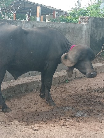 પાડો વેચવાનો છે