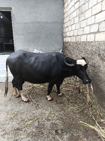 ભેંસ વેચવાની છે