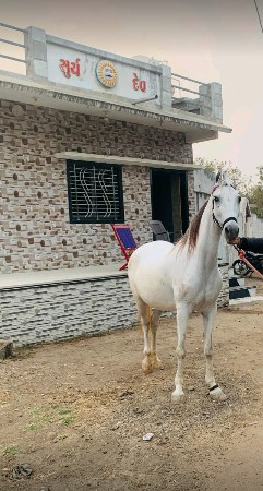 ઘોડી