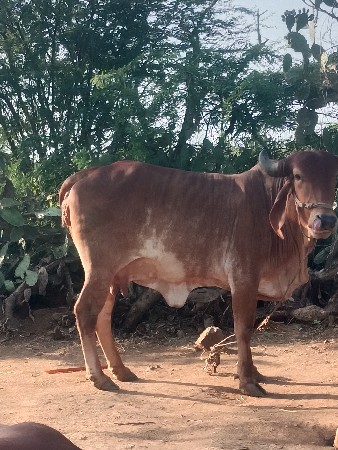 હોડકિવેશવાનિછે