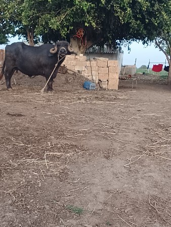 ભેંસ વેચવાની છે