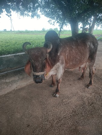 ગાય