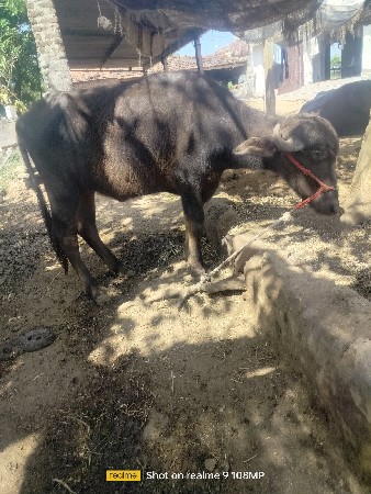 પાડી વેચવાની છે