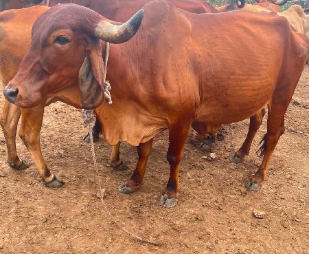 ગાય વેચવાની છે
