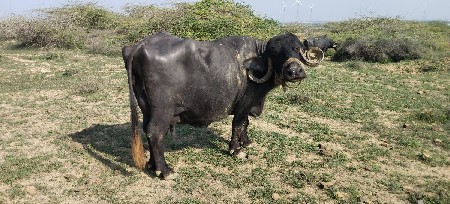 bhes vechvani che