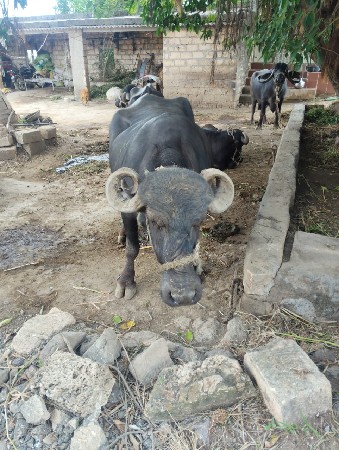 ભેંશ વેચવાની છે