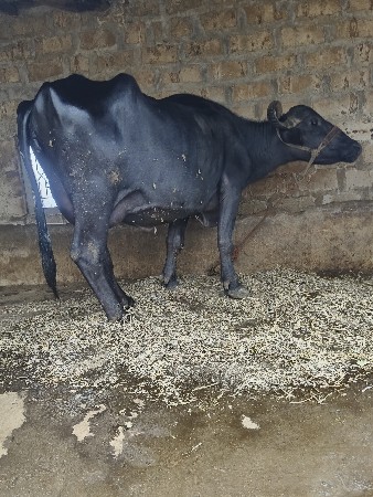 ભેસ વેસવાની છે