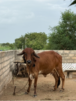 ગીર ગાય વેચવાની છે