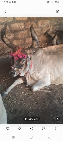 કાકરેજ ગાય