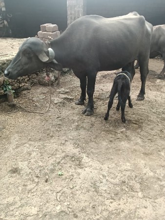ભેંસ વેચવાની છે