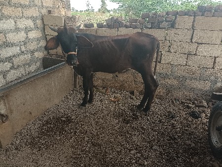 HF હોડકી વેચવાની છે
