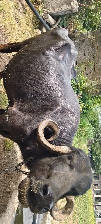 ભેંસ વેચવાની છે