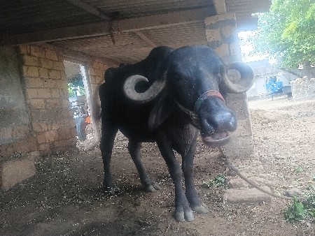 ખડેલી વેસવાનીછે
