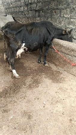 દસ દિવસની વાણી નીચે વાસળી તાજી ગાય